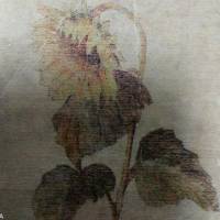 向日葵不開(kāi)的夏天