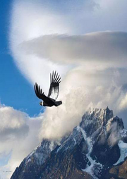 你當像鳥飛往你的山