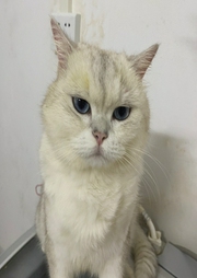 白羊村的美容師